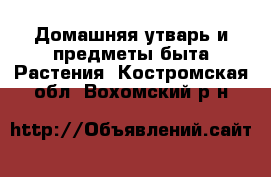 Домашняя утварь и предметы быта Растения. Костромская обл.,Вохомский р-н